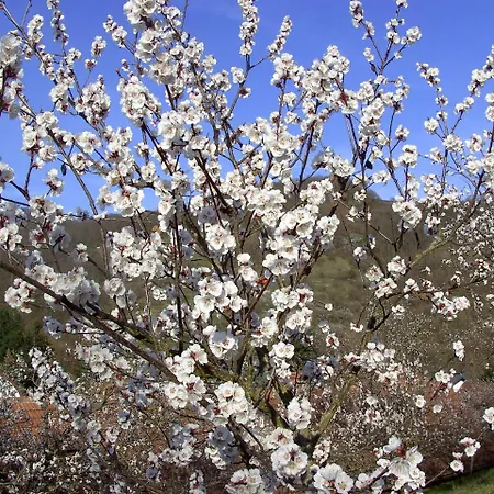 Bed & Breakfast Fruehstueckspension Leopold Janu 3*