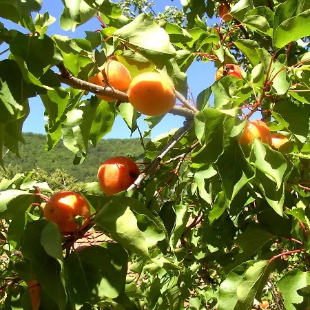 Leopold Janu Senftenberg