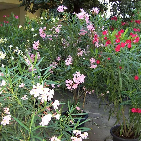 Leopold Janu Senftenberg