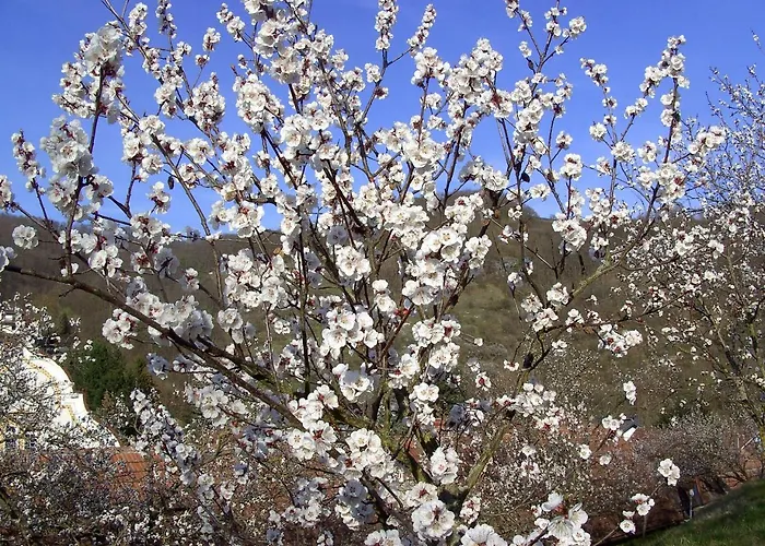 住宿加早餐酒店 Fruehstueckspension Leopold Janu 3*