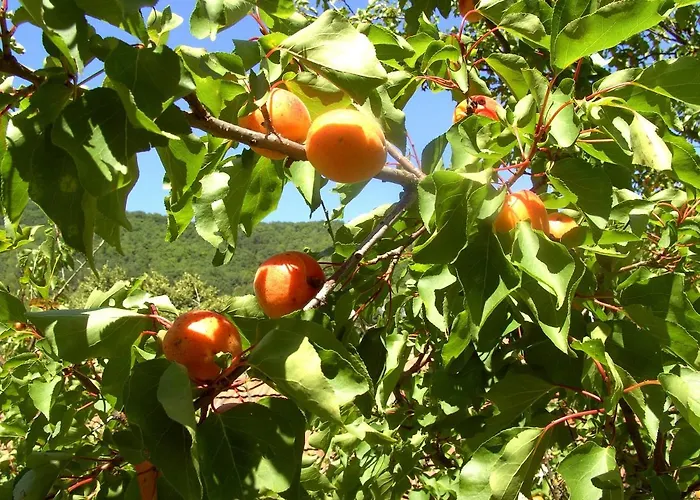 Fruehstueckspension Leopold Janu Senftenberg