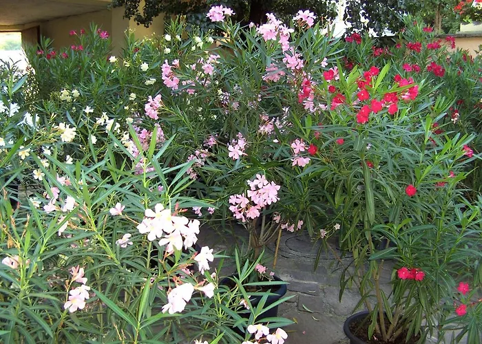 Fruehstueckspension Leopold Janu Senftenberg